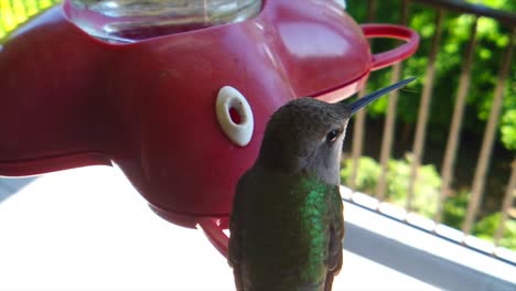 in a backyard in the suburbs, a tiny humming bird with green feathers sits at a bird feeder in slow-motion getting drinks, turns and gives us a profile and resting