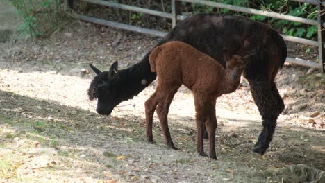 pair of Alpacas with Fluffy Manes Grazing in a Grassy Field two Alpacas with Livercolored Coats are Standing together in a Grassy Field these Pack Animals have Long Manes Snouts and are Terrestrial Animals