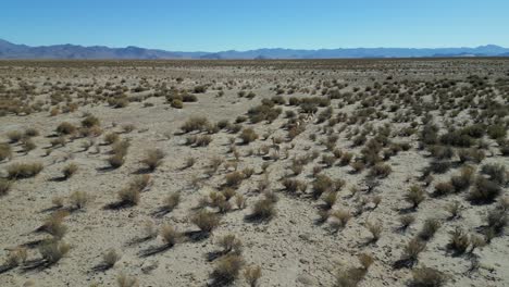 Aerial-circling-shot-of-vicuna-family-in-desert-lands-in-Argentina