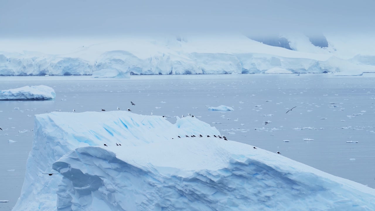 Pássaros voando na paisagem da Antártica. Aves marinhas em voo em câmera lenta, passando por icebergs e uma geleira, em um cenário de inverno com uma cena dramática e deslumbrante, coberta de gelo e neve.