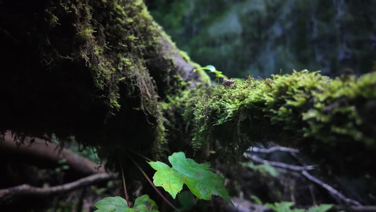 A mossy fallen log amid lush woodland, vibrant greens and a tranquil natural mood