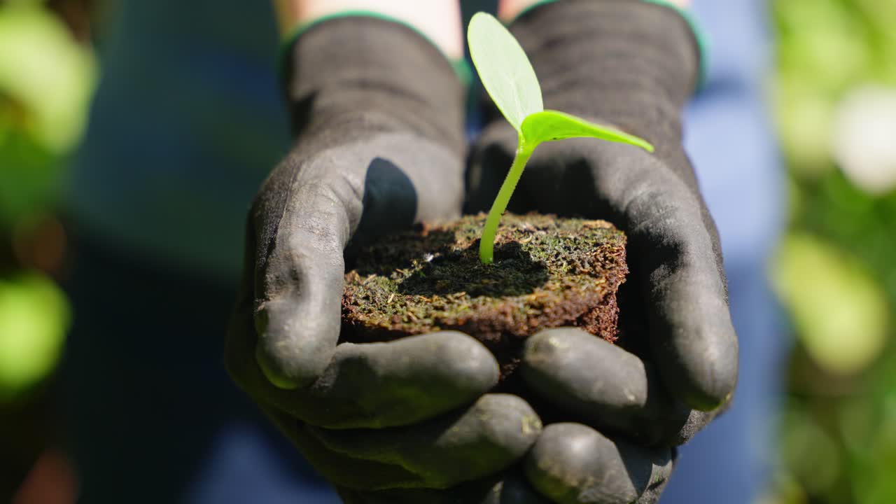 Macro of delicate sprout in rich soil, gently held between caring human palms