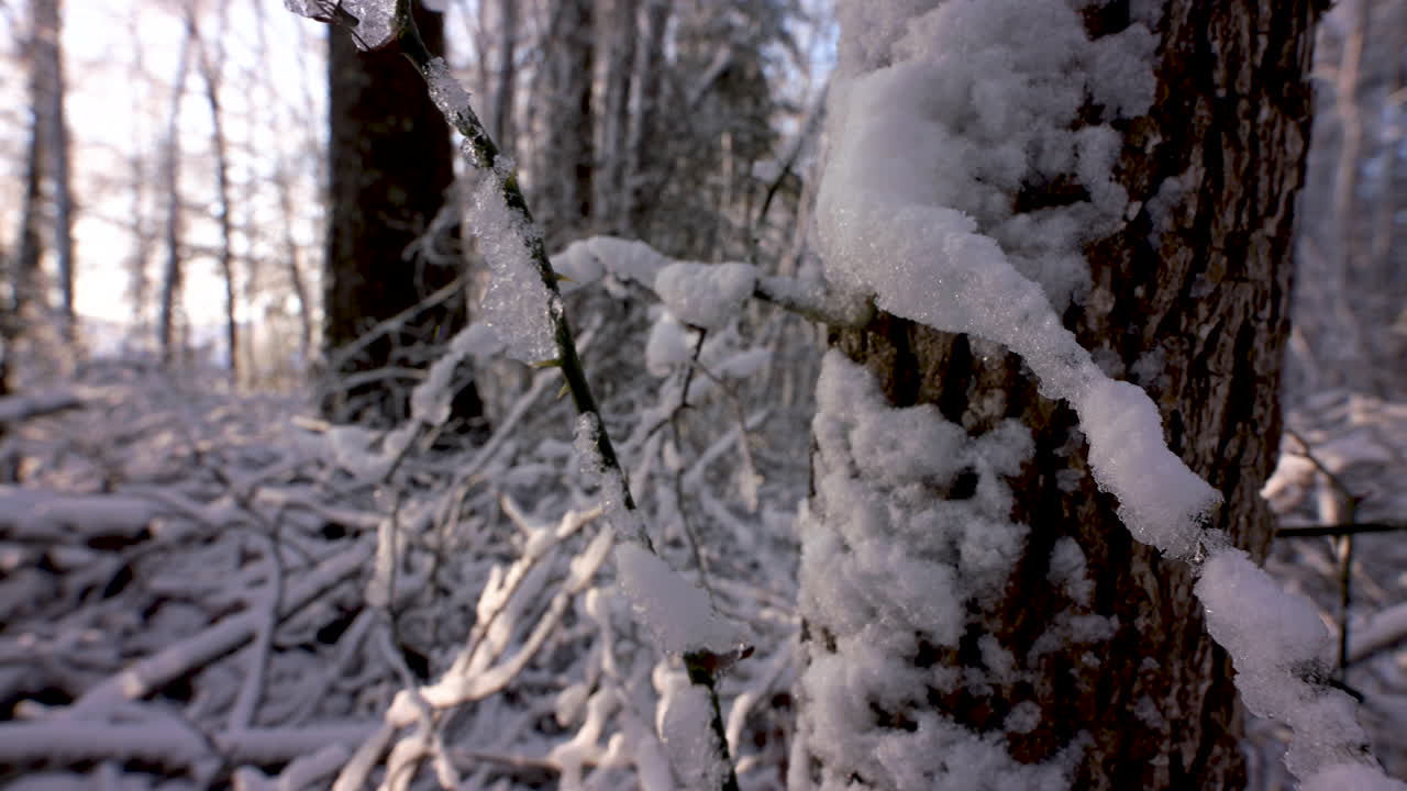 Plano panorámico lento de nieve en el tronco de un árbol