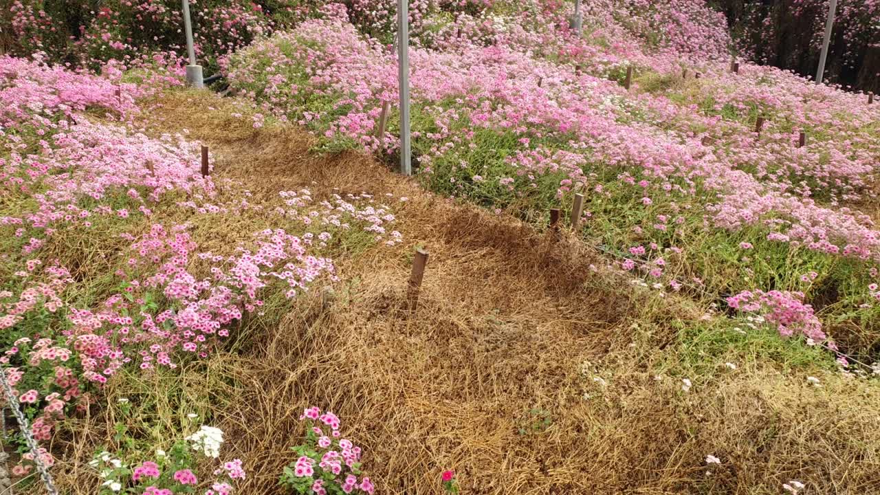 카메론 하이랜드 말레이시아의 아름다운 꽃과 풀