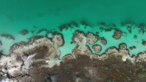 vista aérea sobre estromatolitos en agua turquesa, en la laguna bacalar en méxico - cenital, disparo de drones