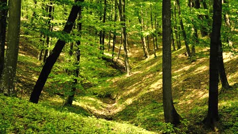 4k footage of sun shining through green forest in the spring time