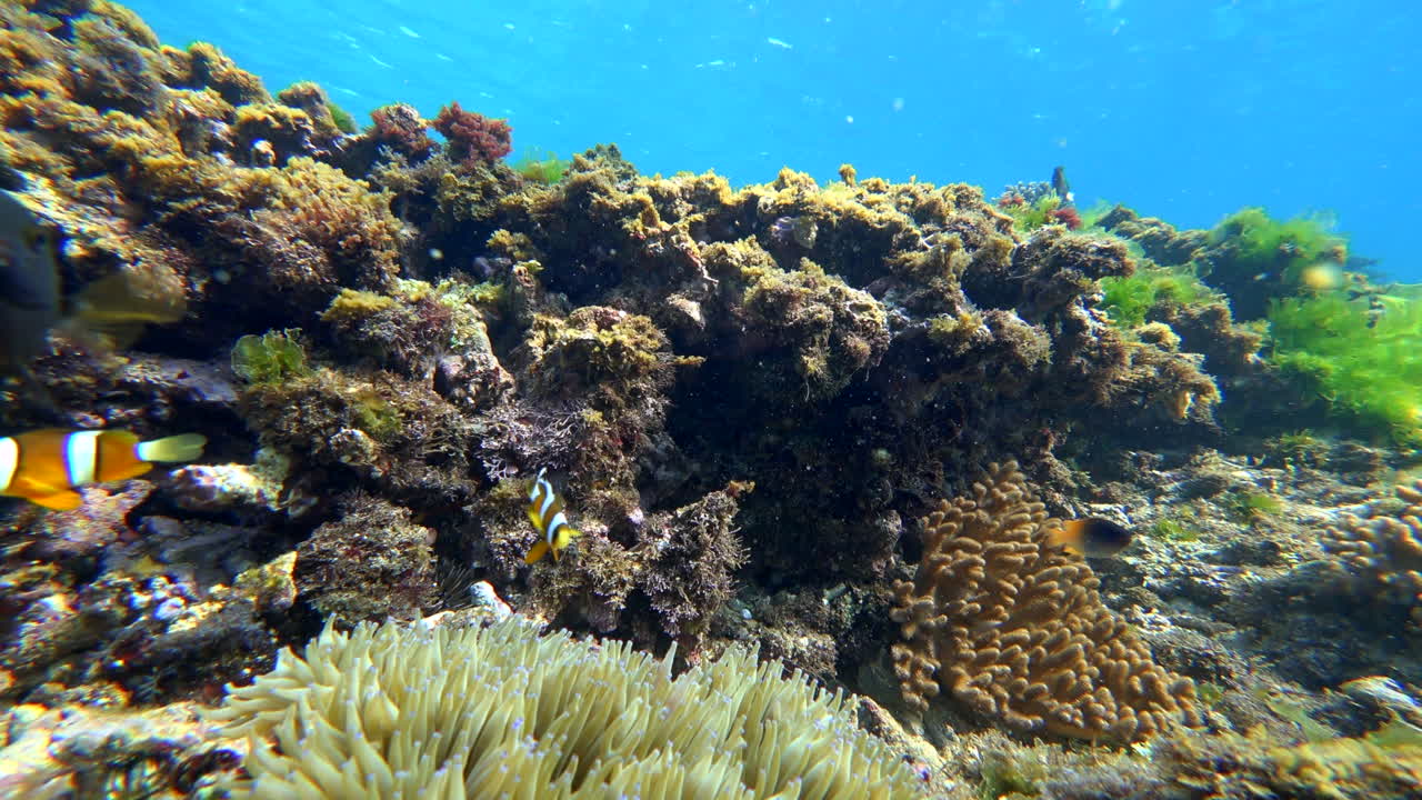 paisaje marino submarino con una pareja de peces anémona de clark saltando alrededor del primer plano