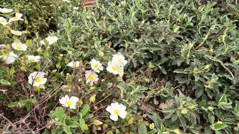 Una-Abeja-Diligente-Recoge-Con-Gracia-El-Néctar-De-Los-Delicados-Pétalos-Blancos-De-La-Salvia-Cistus,-Revelando-La-Danza-De-La-Naturaleza-Entre-Los-Polinizadores-Y-El-Esplendor-Floral.