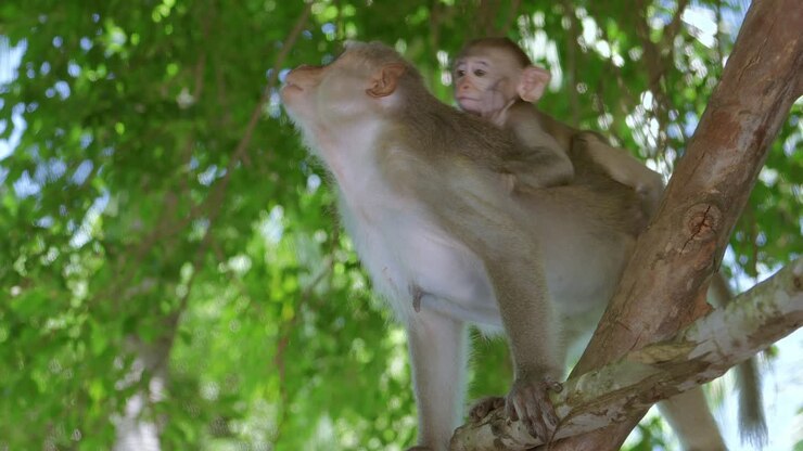 In Danang City, Vietnam's Khi Son Tra peninsula, a little monkey sits at the back of its mother monkey while the latter climbs a tree