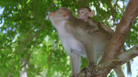 in danang city, vietnam's khi son tra peninsula, a little monkey sits at the back of its mother monkey while the latter climbs a tree