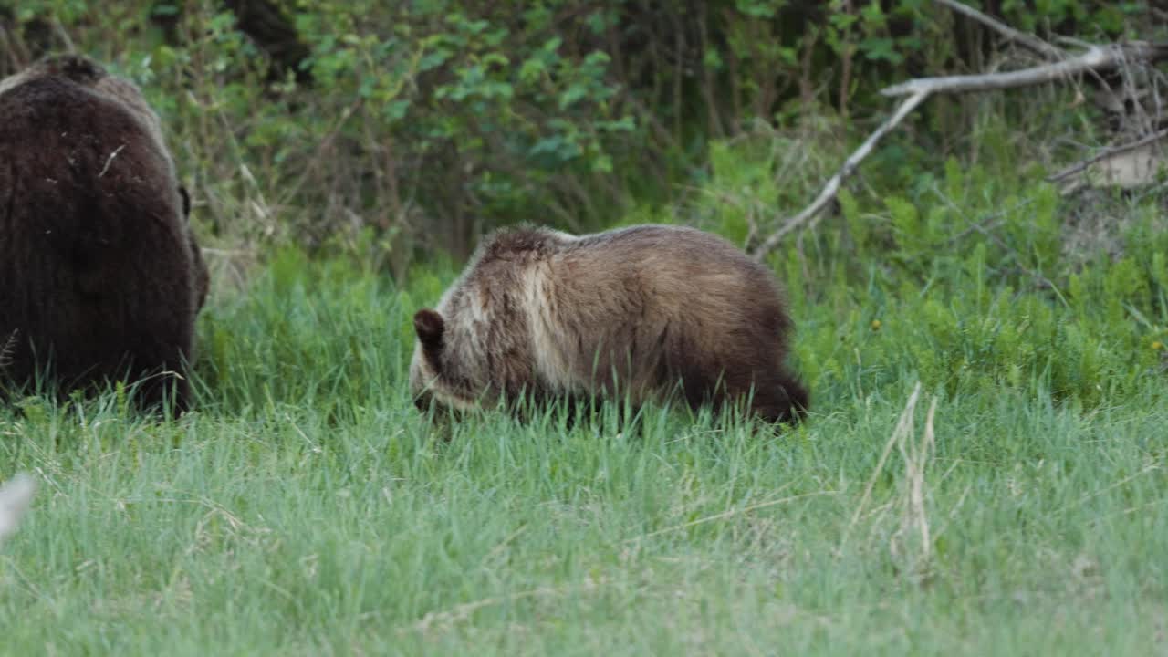 A family of grizzly bears is seen peacefully grazing in a vibrant green meadow, surrounded by dense woodland
