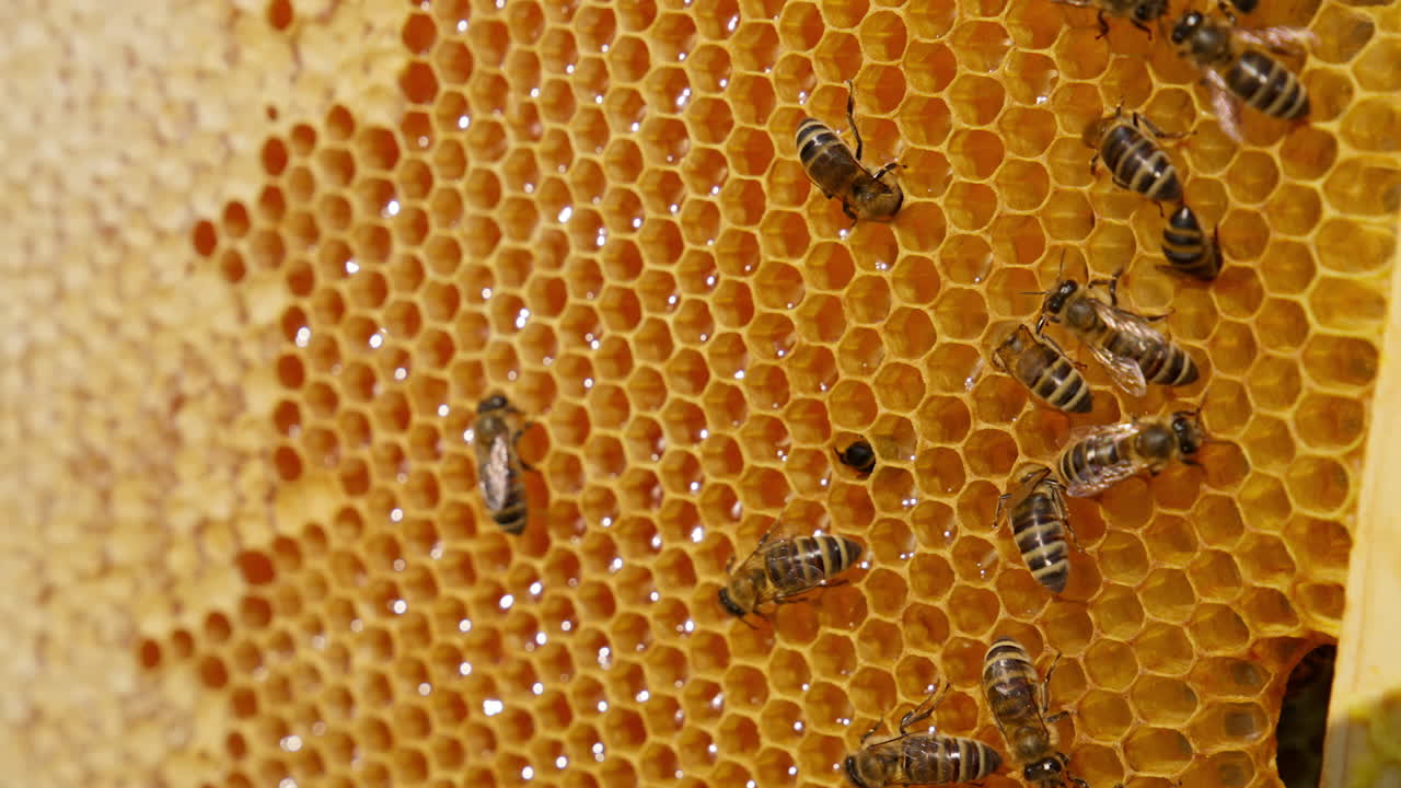 Beautiful shiny bees crawling over the light wax frame. Freshly produced honey shining in the cells. Sealed cells at backdrop in blur.