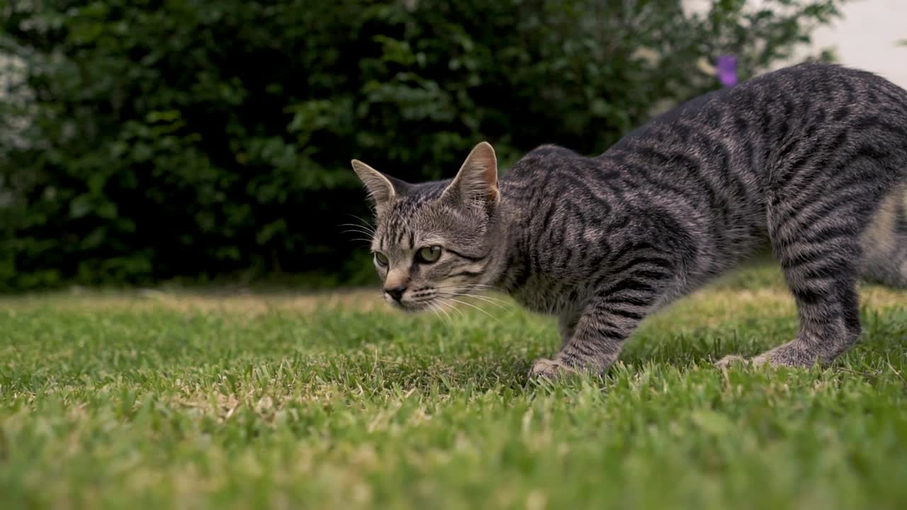 gato gris caminando en cámara lenta sobre la hierba mientras olfatea el suelo