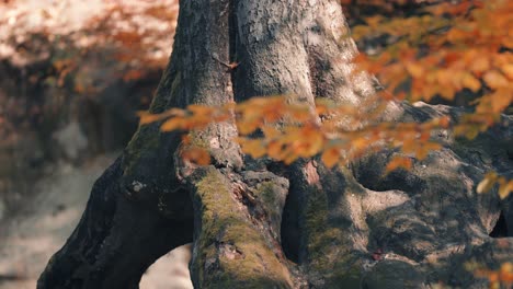 Close-up-of-the-stump-of-the-old-dead-tree-with-exposed-roots