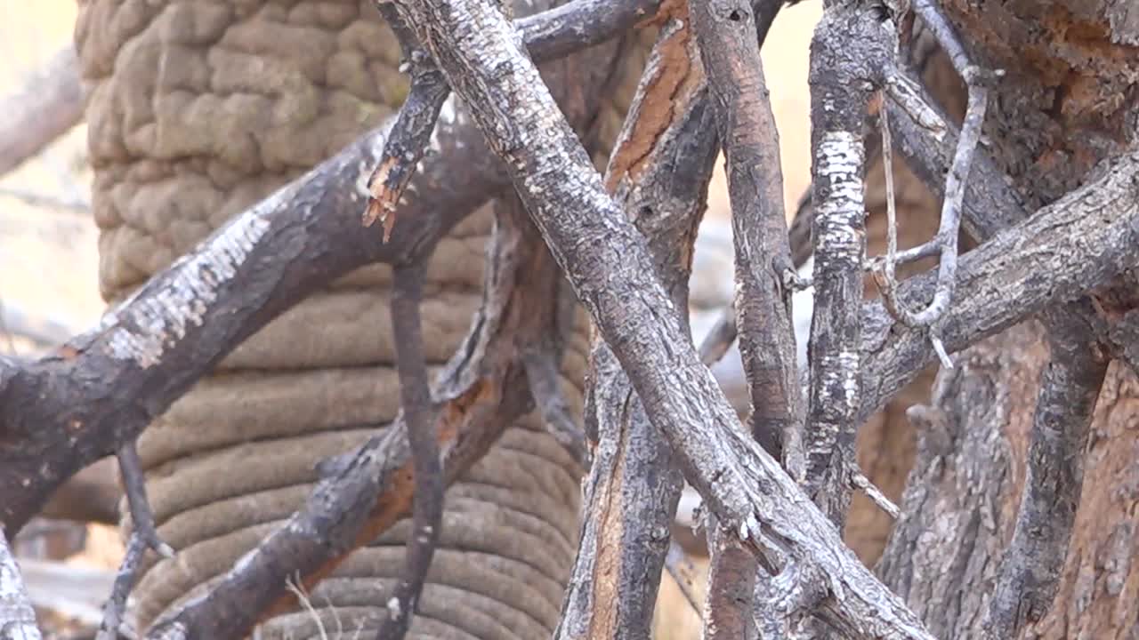 사바나에서 저녁을 씹는 아프리카 코끼리의 극단적인 근접 1