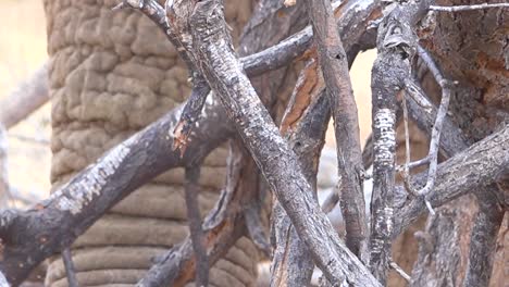 extreme close up of an african elephant chewing his dinner on the savannah 1