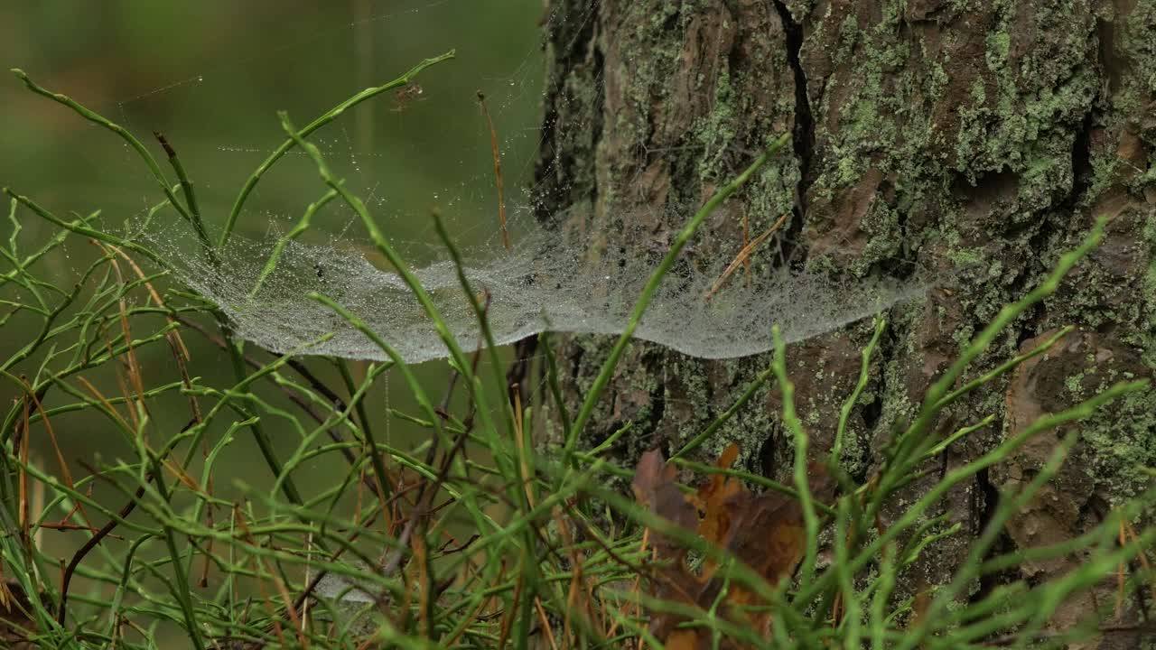 telaraña atrapada cubierta de rocío matutino, colocada en un prado entre tallos, día brumoso en un prado de otoño, tiro medio cerrado moviéndose lentamente en un viento tranquilo