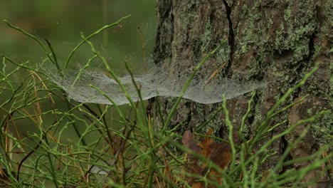 Trapping-spider-web-covered-with-morning-dew,-placed-in-meadow-between-stalks,-misty-day-on-an-autumn-meadow,-medium-closeup-shot-moving-slowly-in-a-calm-wind