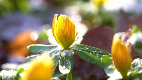 Flor-Amarilla-De-Acónito-De-Invierno-Parada-Orgullosamente-Al-Sol-De-La-Mañana-Con-Un-Poco-De-Nieve-En-Sus-Brácteas