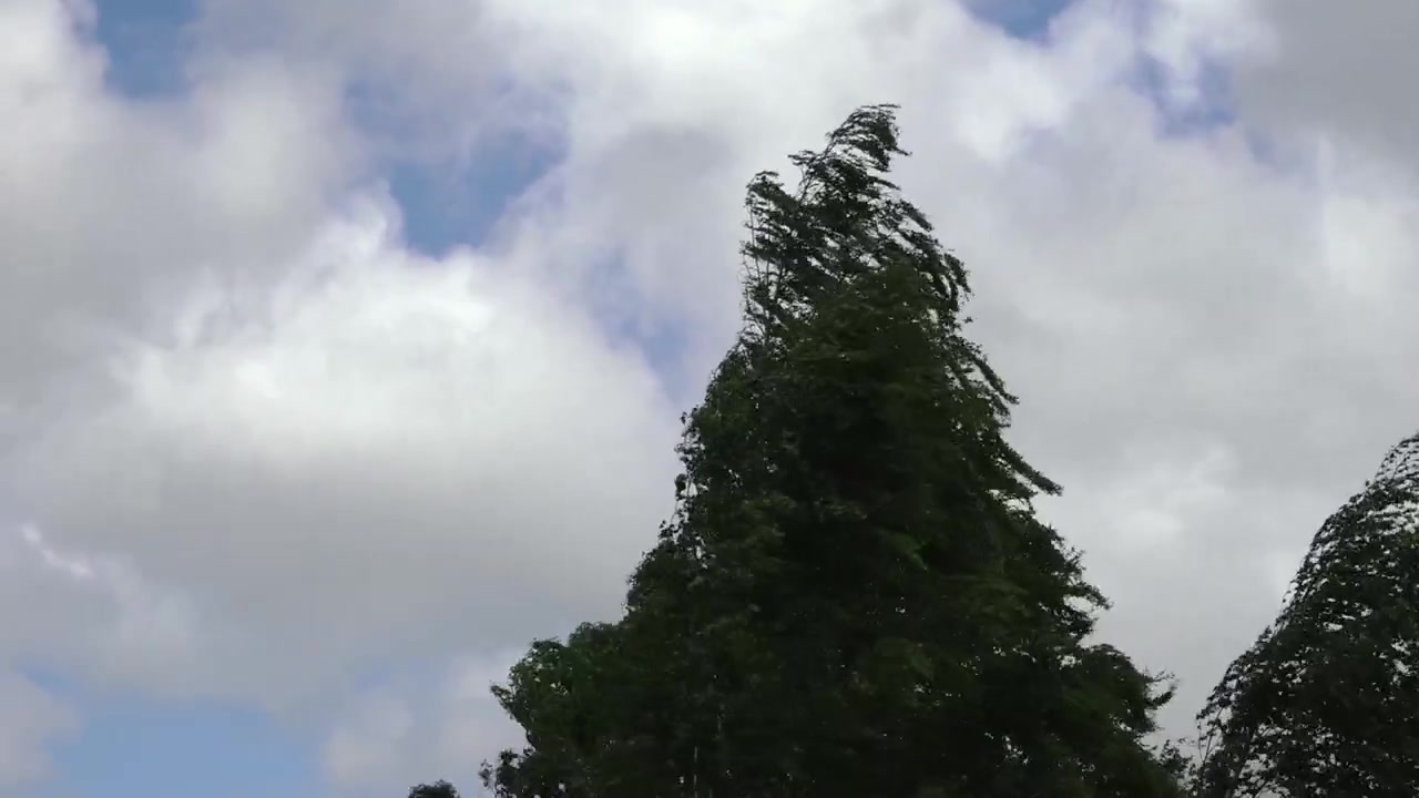 Højt, vindblæst træ rejser sig mod en dramatisk skyet himmel, hvilket skaber et stemningsfuldt naturlandskab med et stort himmelområde
