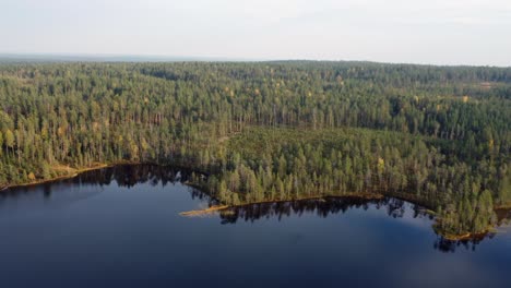 evergreen trees extend to natural shoreline of northern blue lake
