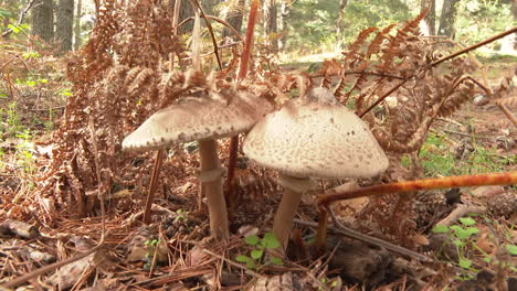 Hongos en un bosque