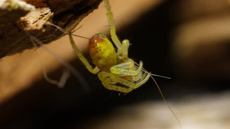 macro shot of an araniella cucurbitina on a web