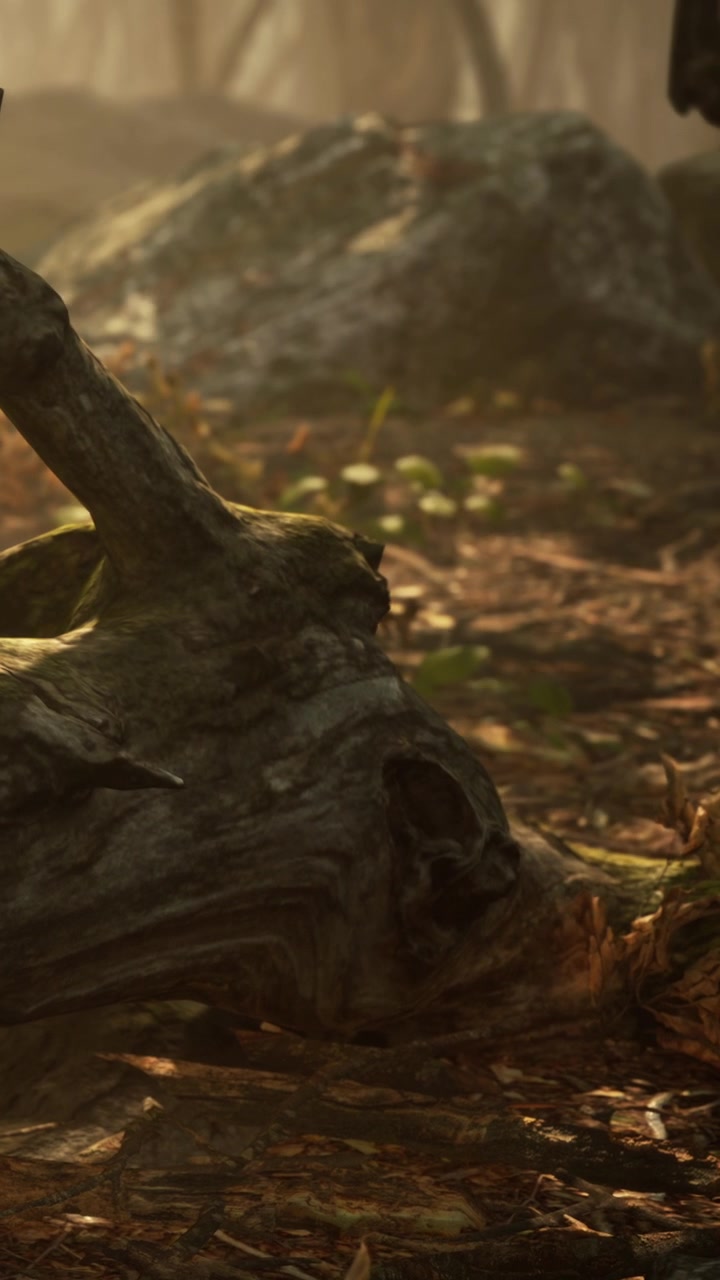 Forest floor with rocks and fallen leaves in natural light during daytime