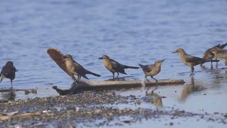 slow motion of grackles on sand beach in sunlight