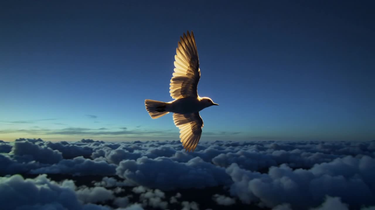 Uccello simile a un gabbiano in planata, che regola le ali mantenendo la rotta tra le nuvole, con il sole basso che ne illumina le ali.