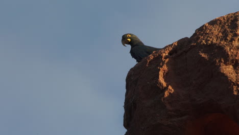 young lear macaw resting on top of sandstone cliff in caatinga brazil