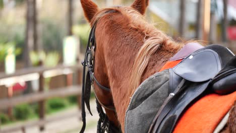 horse with saddle