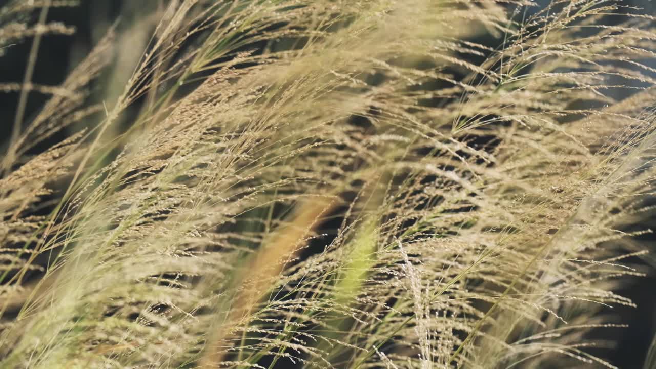 바람에 풀이 날리는 슬로우 모션