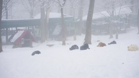 Kitsune-mura-on-Misty-Snowy-Day-in-Miyagi-Japan