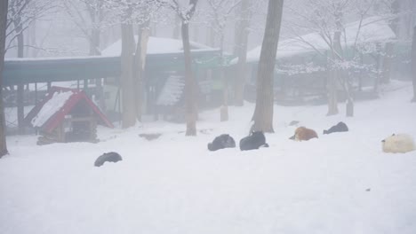 kitsune mura en un día de nieve en miyagi, japón