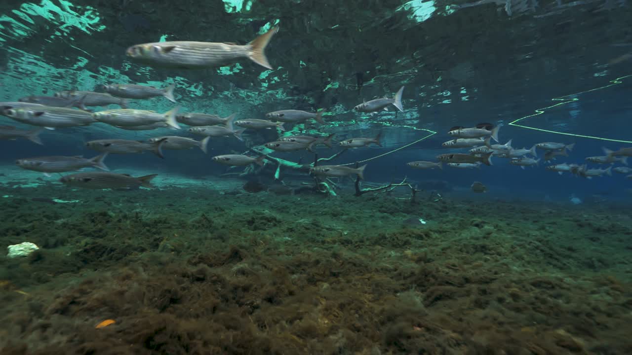 Underwater scene of a group of manatees swimming in clear blue freshwater above a rocky riverbed