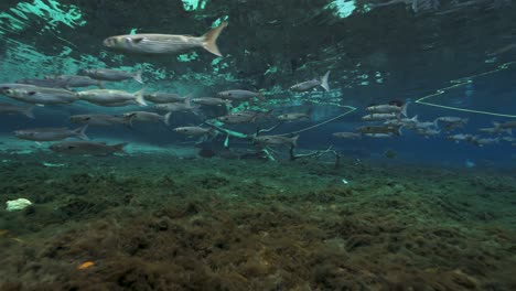 underwater scene of a group of manatees swimming in clear blue freshwater above a rocky riverbed