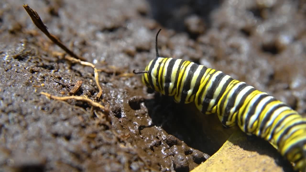 눈에 띄는 노란색과 검은색 줄무의 군주 애벌레가 자연 환경의 거친 지형에서 항해하는 것을 목격하십시오.