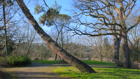 parque forestal con árboles viejos y cielo azul en un día soleado de invierno