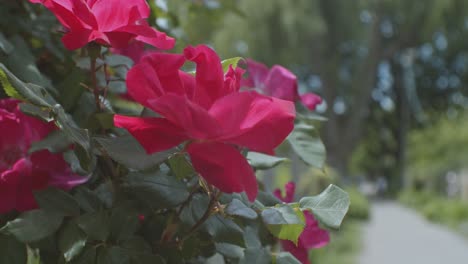 beautiful red summer flower in the fenway public gardens