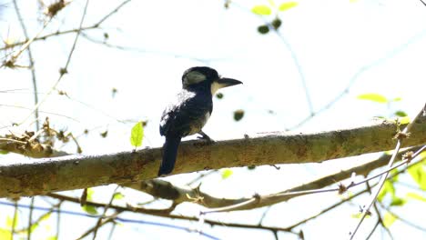 puffbird colorido mirando a su alrededor en una rama de árbol, en un bosque tropical de panamá