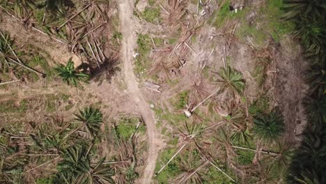 Ölpalmenplantage-Nach-Landrodung-Für-Andere-Plantagen.