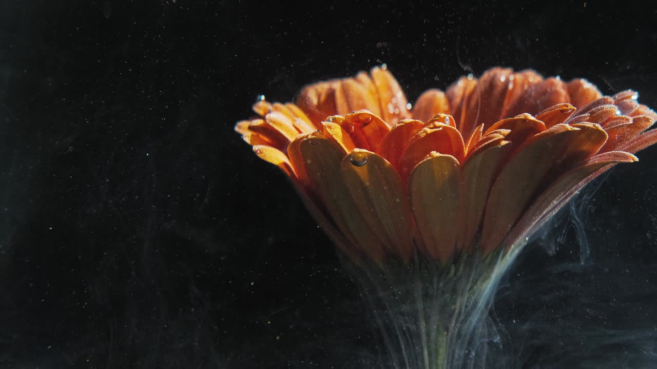 물 속의 꽃 오렌지 호랑이 꽃잎 연기가 흐르고