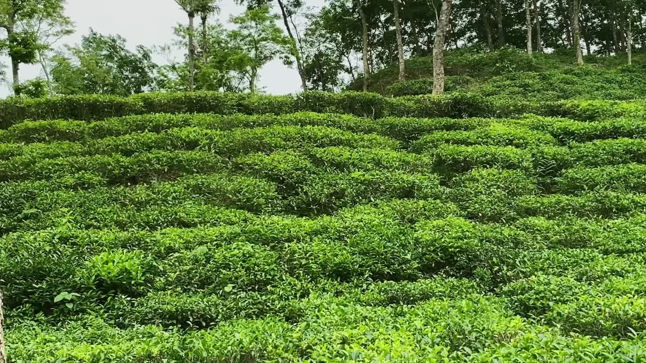 Sweeping panoramic shot of lush green tea bushes covering a hillside in Bangladesh