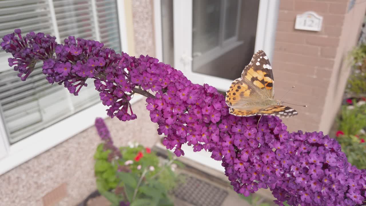 painted lady mariposa alimentándose de flores buddleia en un jardín inglés, con la puerta principal de una casa al fondo