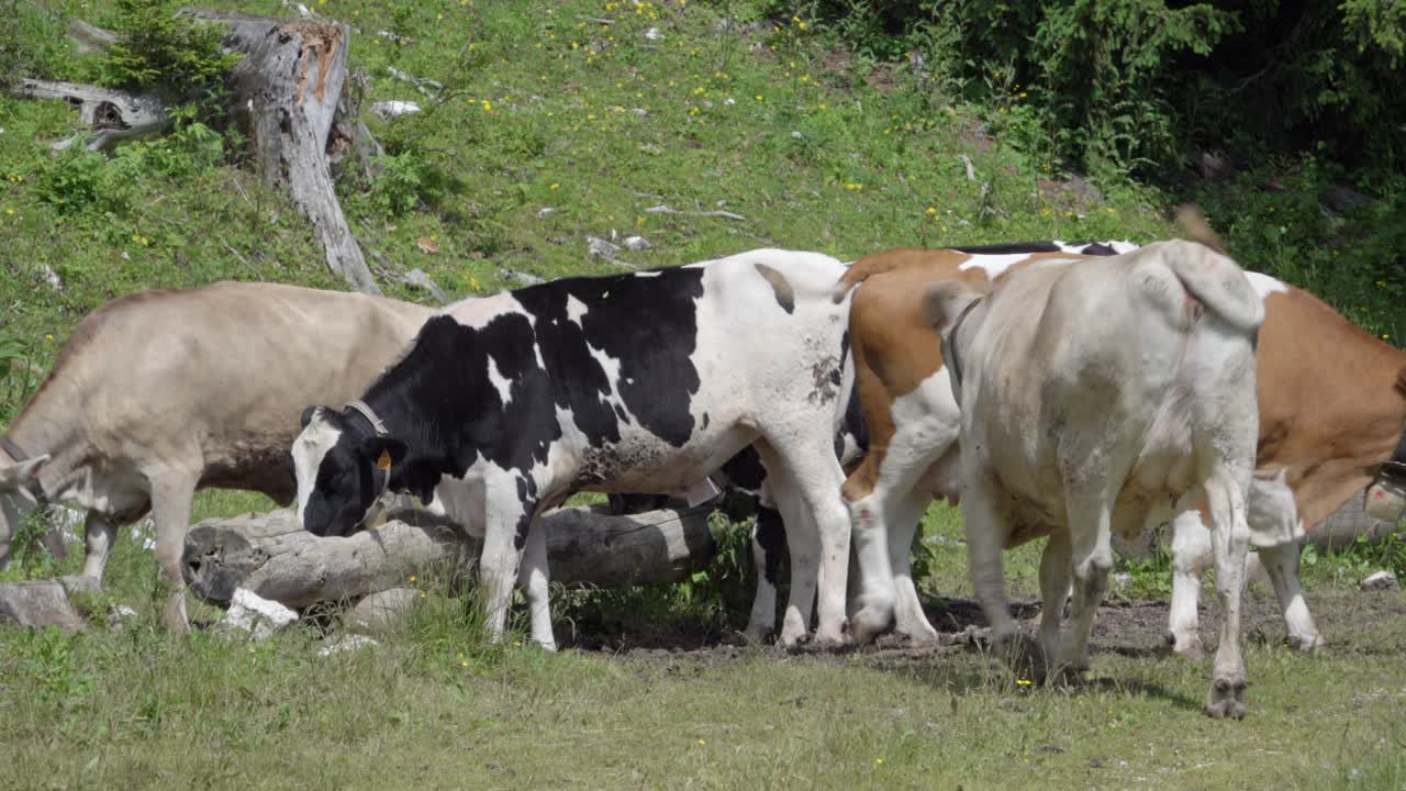 A small herd of cows eats from a wooden trough