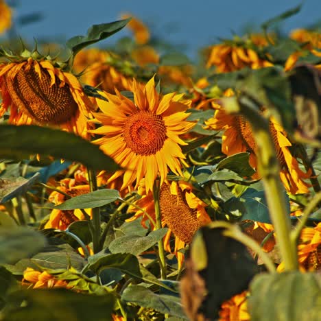 el colorido campo de flores de girasol