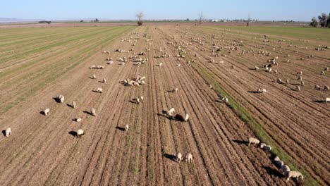 aerial, drone view over a group of sheep, grazing on a field, on a sunny day, in california, usa