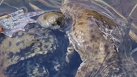 una enorme bola formada por ranas los machos están tratando desesperadamente de llegar a la hembra