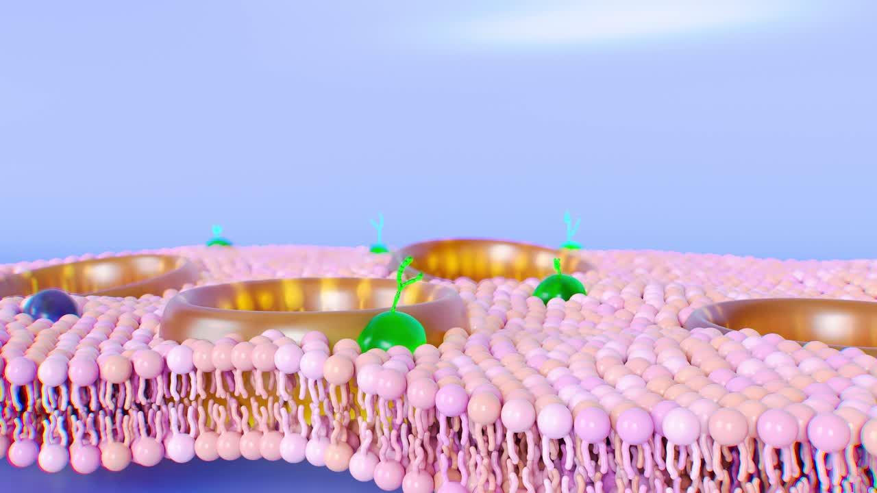 labeled 3d diagram of a lipid bilayer with phospholipids for skin care, slowly moving on blue backrgound